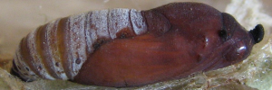 Pupae